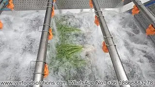 Coriander 3m Air Bubble Fruit and Vegetable Washing Machine Test Delivery for South African Customer