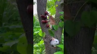 #cuterabbite  #bunny #shortvideo #beautiful khargosh ❤️❤️