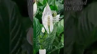 ANOTHER 5 FENG SHUI PLANTS FOR POSITIVE ENERGY | PART 2