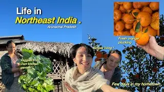 Life in Northeast India | Arunachal Pradesh 🇮🇳| simple living *| plucking fresh oranges.