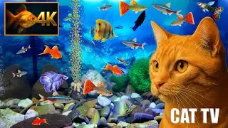 Cat TV Fish Tank 🐠 8H | Aquarium for Cats to Watch (4K HDR, No Music) | Fish for Cats