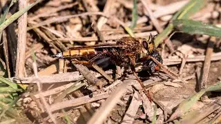 Ктырь шершевидный. Asilus crabroniformis. Насекомые Беларуси.