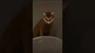 Scary Cat Moments But It&rsquo;s a Troll Edit 💀 (Phonk Ultra Slowed)