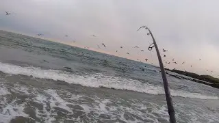 Striped Bass Blitzing At My Feet! Rhode Island Shore Fishing