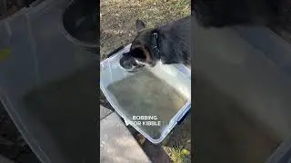 Husky and German shepherd enrichment feeding #dogs #shorts #enrichment