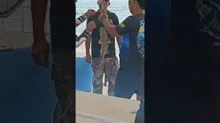 fishing #weight แข่งขันตกปลาเริ่มชั่งน้ำหนัก
