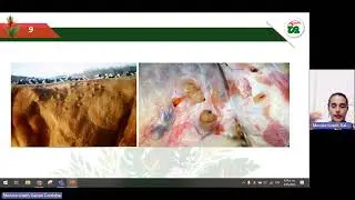 Hypoderma bovis