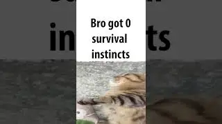 bro got 0% survival instincts