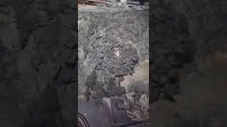 little mouse lives in car engine room