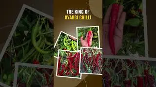 KING of BYADGI CHILLI,  SARPAN-102 | #sarpanseeds