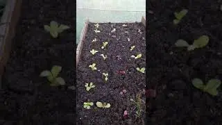 Using fish bone meal to plant vegetables