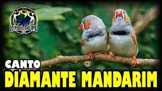 CANTO DO DIAMANTE MANDARIM PARA TREINAR SEU PÁSSARO