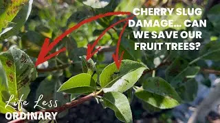 Cherry Slug Trouble on Our Espaliered Pear Trees | Natural Garden Pest Control | Life Less Ordinary