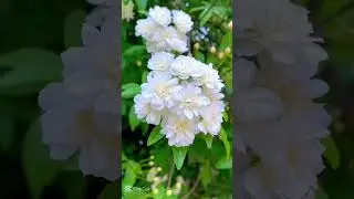 🌸 SOFT NATURE | Soft nature sounds for calm | Natureza suave e relaxante