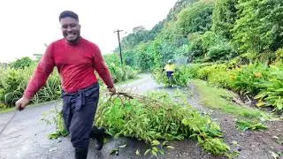 Tree cutting in the Island 