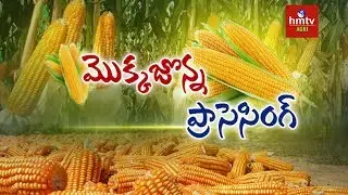 Maize Processing Guide By Mynampati Sreenivasa Rao | Food Processing | hmtv Agri