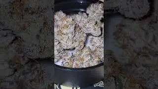 Styrofoam Cup *2nd place Indica at HTCC* (Sunset Sherb x GMO) cultivated by Team Elite Genetics