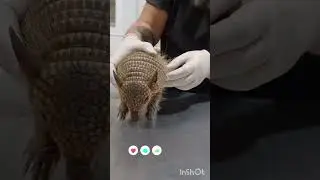 Chaetophractus villosus/quirquincho peludo/piche lloron/Q. chico