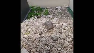 Patient of the Week 1-2-2026 Overwintering Animals