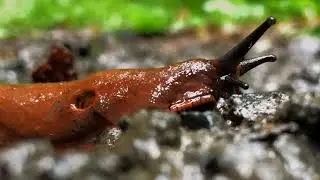 Moonbird and Jet Stream with a Slug's Pneumostome