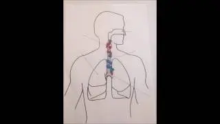 Stop Motion. How do lungs work?  Nuestra Se&ntilde;ora de Bel&eacute;n. Murcia