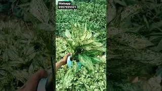 #plants #nursery #shorts #lowprice