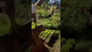 Izmir Town nursery #garden #gardening #quran #islam #urdu #motivation #emotional #shorts #short