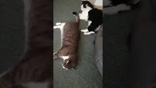 Cat tail wagging