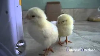 Cute Baby Chicks Playing - Cuteness Overload