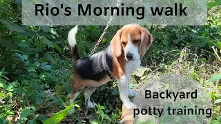 Rio's Morning Walk - How to make your Beagle walk freely in the backyard