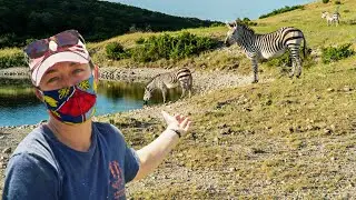 Learn About The Hartmann's Mountain Zebra
