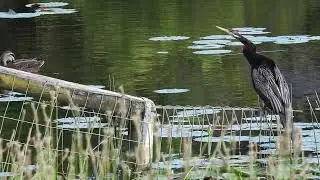 Australiasian Darter (M) n Pacific Black Duck,  Hervey Bay Qld