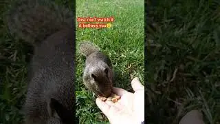 Unbreakable Bond! #2 Vampire Tooth Ground Squirrel 110225