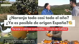 Naranjas de Valencia ¿Cómo se cultiva en España? ¿Cómo se controla la calidad?