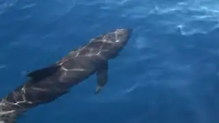 Melon-headed whale (peponocephala electra)