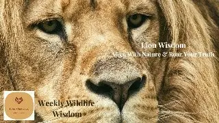 Lion Wisdom - Aligning With Nature & Roaring Your Truth