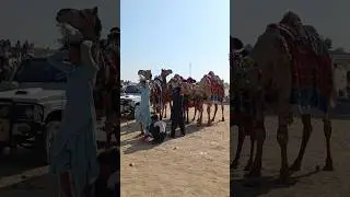 camel running race #camel #animals