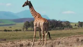 Music of Africa 🎵 - Cool African Music, African Safari For Relaxation, Studying or Meditation