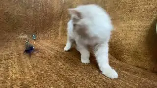 Курильский бобтейл Ilya Wild Silver Tail