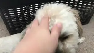 My dog that stared in Owens new dog osaur Rex