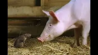 Rat❤️Pig 🐀💖🐖 Love Relationship Compatibility💫