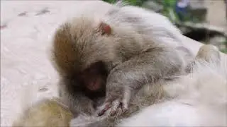 Japanese macaque ( Macaca fuscata)
