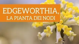 Edgeworthia chrysantha, la curiosa pianta dei nodi