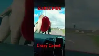 Crazy Camel 🐫 #shorts #youtubeshorts #crazy camel