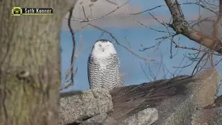 Majestic and rare, snowy owls migrate into Chicagoland | Good News Chicago