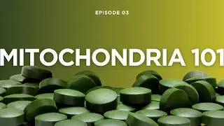 Mitochondria 101: How Superoxide Dismutase (SOD) Revives Your Body&rsquo;s Powerhouse!