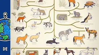 Alle Hunde erklärt!