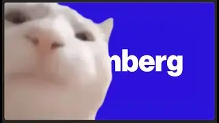 Cat Vibing to Bloomberg stock filler (1 hour loop)