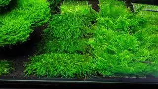 Aquarium moss Displaytank in our shop