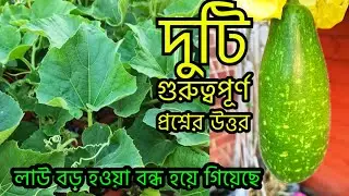 আপনাদের দুটি { গুরুত্বপূর্ণ প্রশ্নের উত্তর } লাউ বড় হওয়া বন্ধ হয়ে গিয়েছে BOTTLE GOURD isn't growing